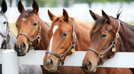A Group of Horses staring outside the stalls
