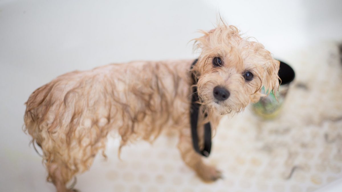Wet Dog - Dog Shampoo-Bathing Your Dog