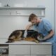 Most Common Dog Diseases -cover image