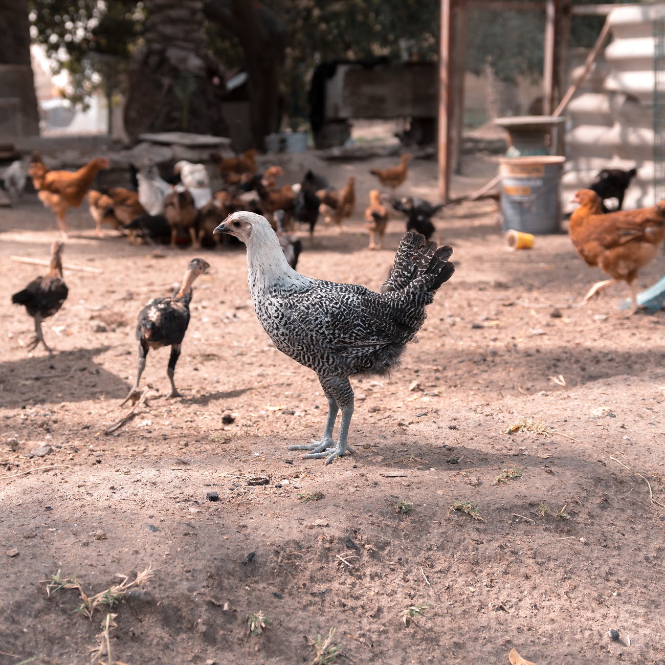Buy Poultry Disinfectant And Clearkill Products In India Disinfecto buy-poultry-disinfectant-and-clearkill-products-in-india-disinfecto
