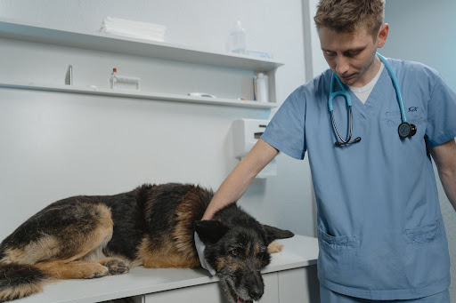 Most Common Dog Diseases_3
