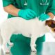 Remove Ticks and Fleas from Dogs