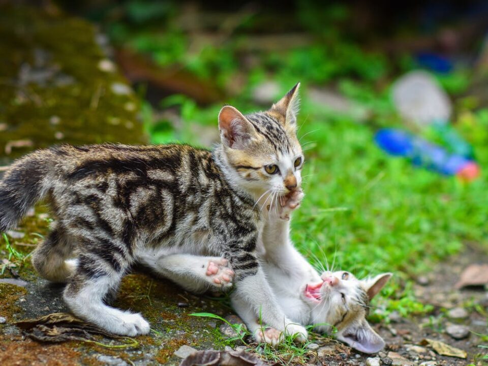 Easy ways to get rid of ticks from cats
